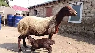 18.08.2024.MAŞTAĞA QOYUN. KEÇİ. MAL. BAZARI 🐑🐐🐂.      )  🇦🇿