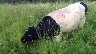 На лугу пасутся ко....!