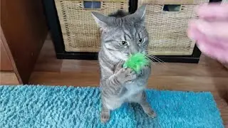Что это было? 😯 Наш милый ребёнок Тимоха рычит на Васю как тигр