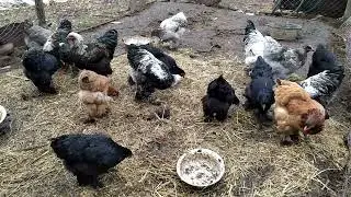 Видео для Авито