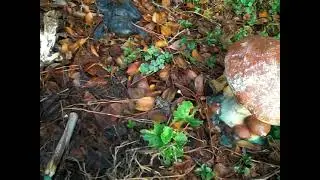 Are You Stressing? Here Is a Real Frog Chilling With a Ceramic Frog!