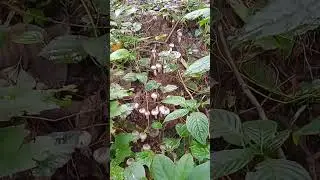 കൂൺ ചാകര#shorts  #mushroom
