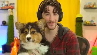 Memes I showed my dog