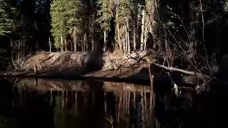 peaceful goldstream creek