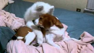 Lexi the Samoyed and her best friend.