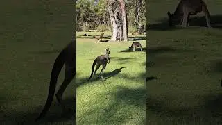 Dont Disturb the Kangaroo's territory