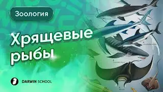 Тема №11: хрящевые рыбы