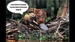 Биология.Акклиматизация и реакклиматизация видов.