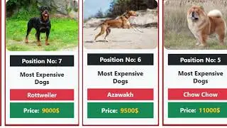 Top 10 Most Expensive Dogs In The World 2023 | Best dogs In The World
