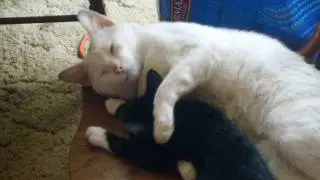 Sid