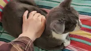 disturbing the schizophrenic cat