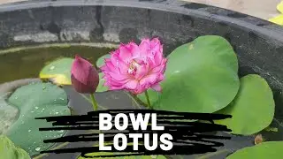 How to grow lotus | Bowl variety of lotus- Lady Binglei