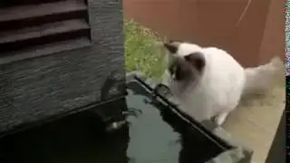 Kediler, balıkların hayatını kurtarır mı?