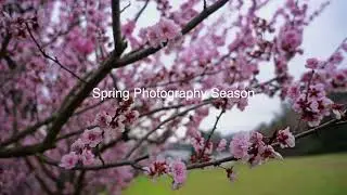 #photography #spring #photographylovers #motivation