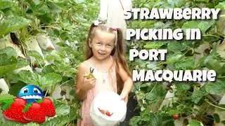 🍓Strawberry Picking in Port Macquarie | Travel NSW Things To Do!🍓