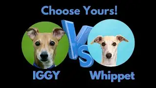 Whippet 🐾 vs. Italian Greyhound (Iggy) 🐾 I Which Graceful Hound Suits Your Lifestyle?