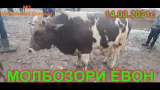 Молбозори Ёвон нархи букахои майда ва калон 14.03.2021