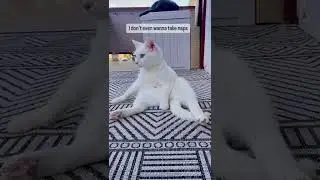 Cat Doesn't Want To Do Anything Today🤩 | Cutest Pet On Internet #shorts #cat #pets | Paws and Fur