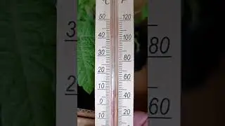 🌿🌿как переночевала рассада . ночные заморозки - 6гр