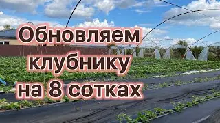 Новая посадка клубники на 8 сотках.