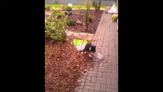 8 weeks ( australian shepherd ) karas su vazonu