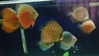 Дискусы