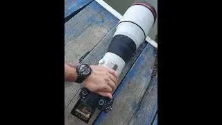 RAW 4K FOOTAGE of Swans Family with SONY A9 Mark II + SONY GM OSS 400mm F2.8