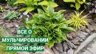 Все о мульчировании. Прямой эфир с Анной Калугиной