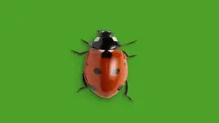 horn beetle | green screen