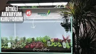 BİTKİLİ AKVARYUM KURUYORUM ! 5.BÖLÜM #akvaryum #bitkiliakvaryum #aquascape