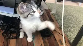 A Playful Cute Kitten