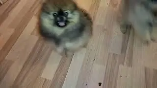 Две пушистые померашки 🐕🐕