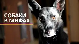 АДСКИЕ ГОНЧИЕ | образ собак в мифологии