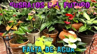 Los SUSTRATOS del Futuro por FALTA DE AGUA
