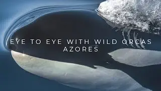 Eye to eye with wild orcas in São Miguel, Azores