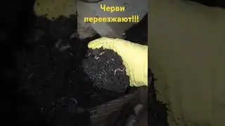 Черви переезжают!!!