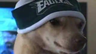 Everyday Chihuahua Hustlin'