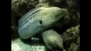 Мурены в аквариуме