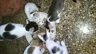 Today Dinner Time 😊😊😊