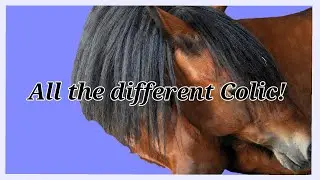 Equine Colic || There are MANY!!
