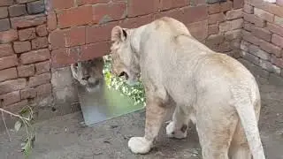 ЗЕРКАЛО