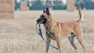 WTF MOMENTS! | Belgian Malinois, German Shepherds and Rottweilers!