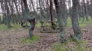 Танцующий лес. Калининградская область, Куршская коса.