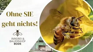 🤩 Was Bienen leisten & wie wir ihnen helfen können