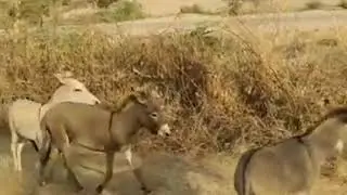 For many days this dog was not saving