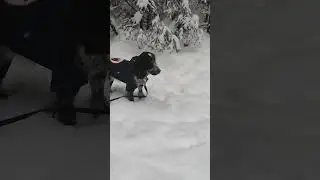 Зимний лес.