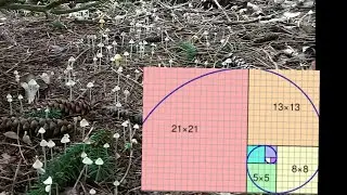 Fibonacci mushroom patch