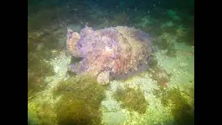 Scuba diving in Spain, INTO THE BLUE diving centre