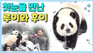 [ep.282] 드디어 루이바오 후이바오가 태어나 처음으로 첫눈을 만났어요!!❄️(근데 왜때문에 소싸움ㅋㅋㅋㅋ)ㅣ강할부지의 눈폭탄, 이모의 눈사람☃️ㅣ그리고 푸바오.💕