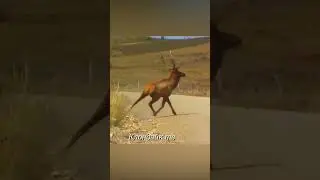 Неожиданные поступки животных #animalsvideo #animals